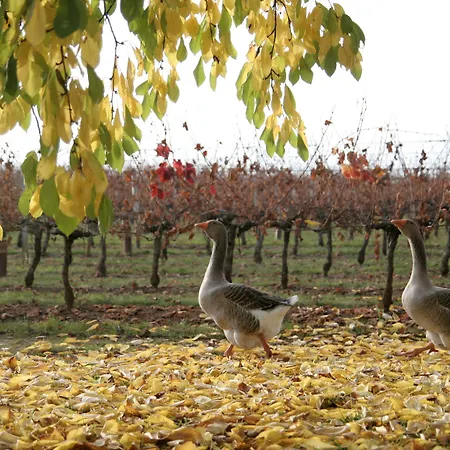 Chateau Latour Segur & בית הארחה