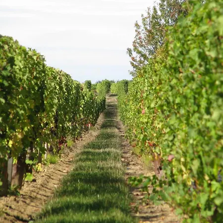 Гостевой дом Chateau Latour Segur & Lussac (Gironde)